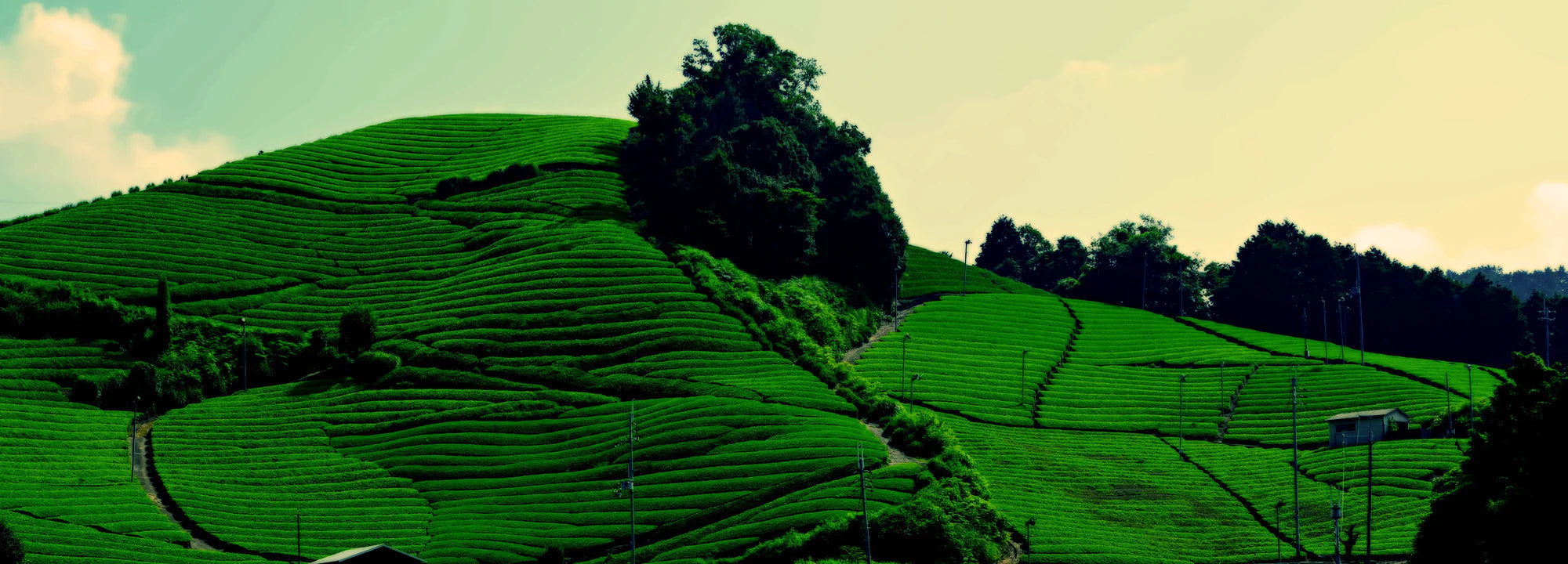 Green terraced fields on a hillside with trees under a clear sky
